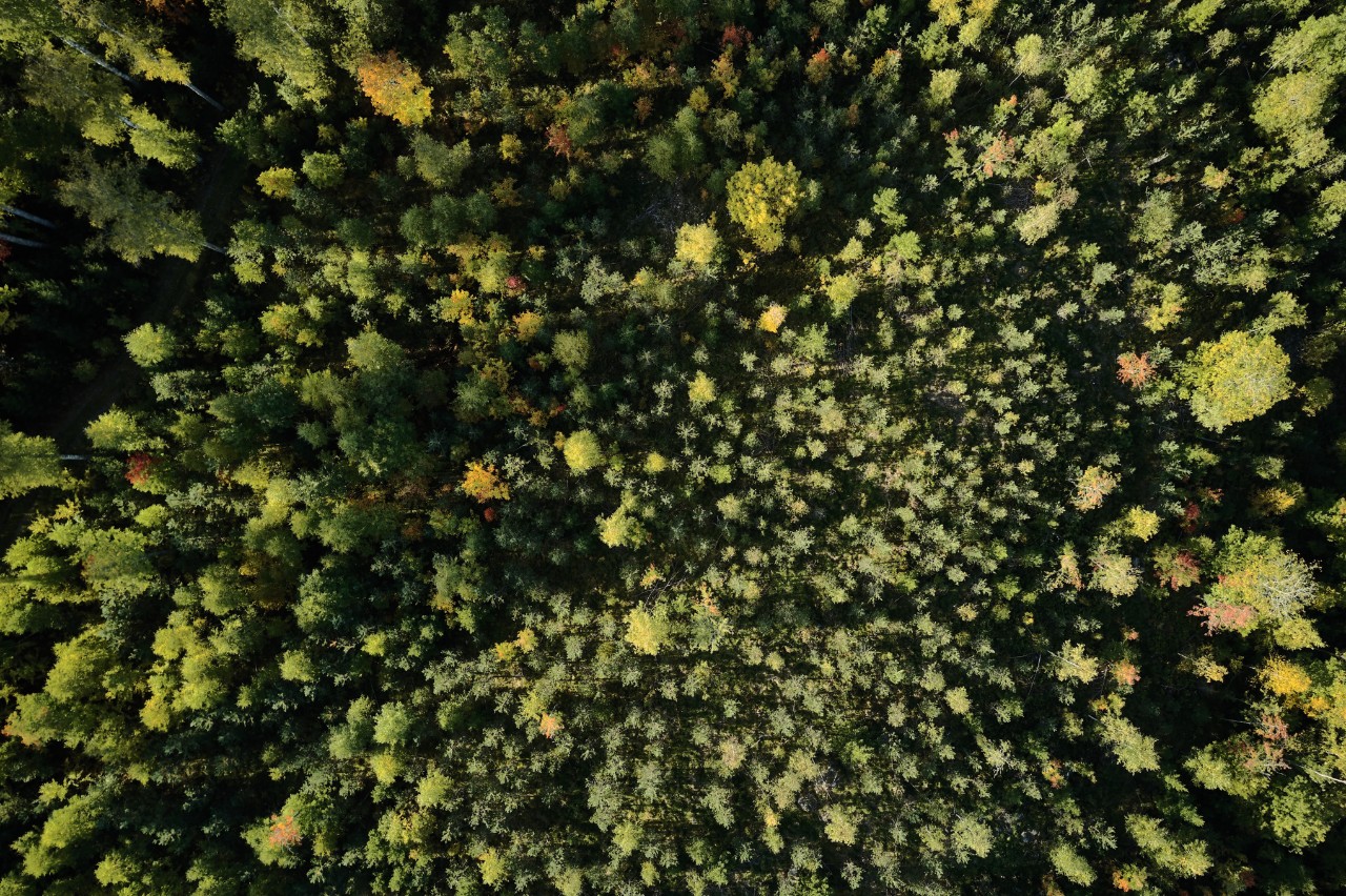 Skydd av skogsresurser