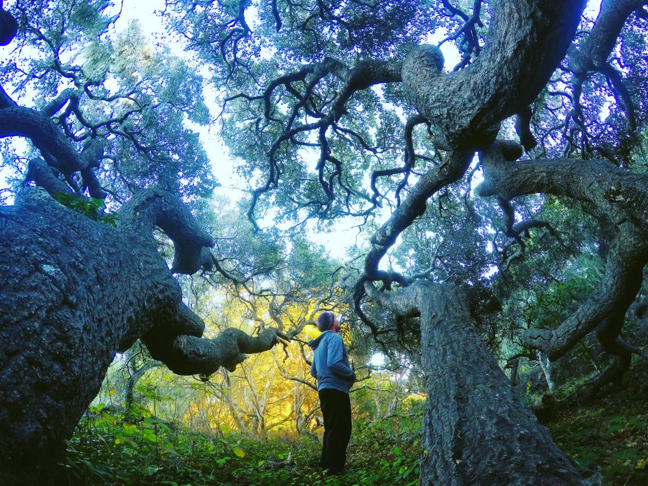 Webbplats California-state-parks_HQ_P_2022-05-0001